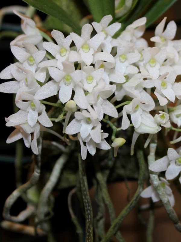 Phalaenopsis hieroglyphica