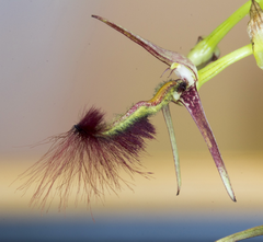 Bulbophyllum barbigerum 40026