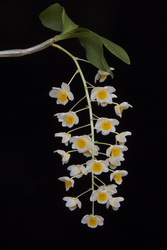 Dendrobium farmeri 39782