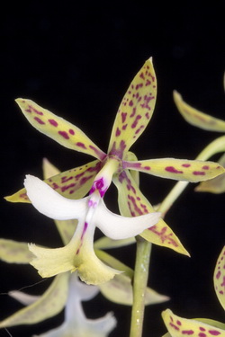 Epidendrum stamfordianum 37099