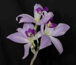 Laelia anceps 22389