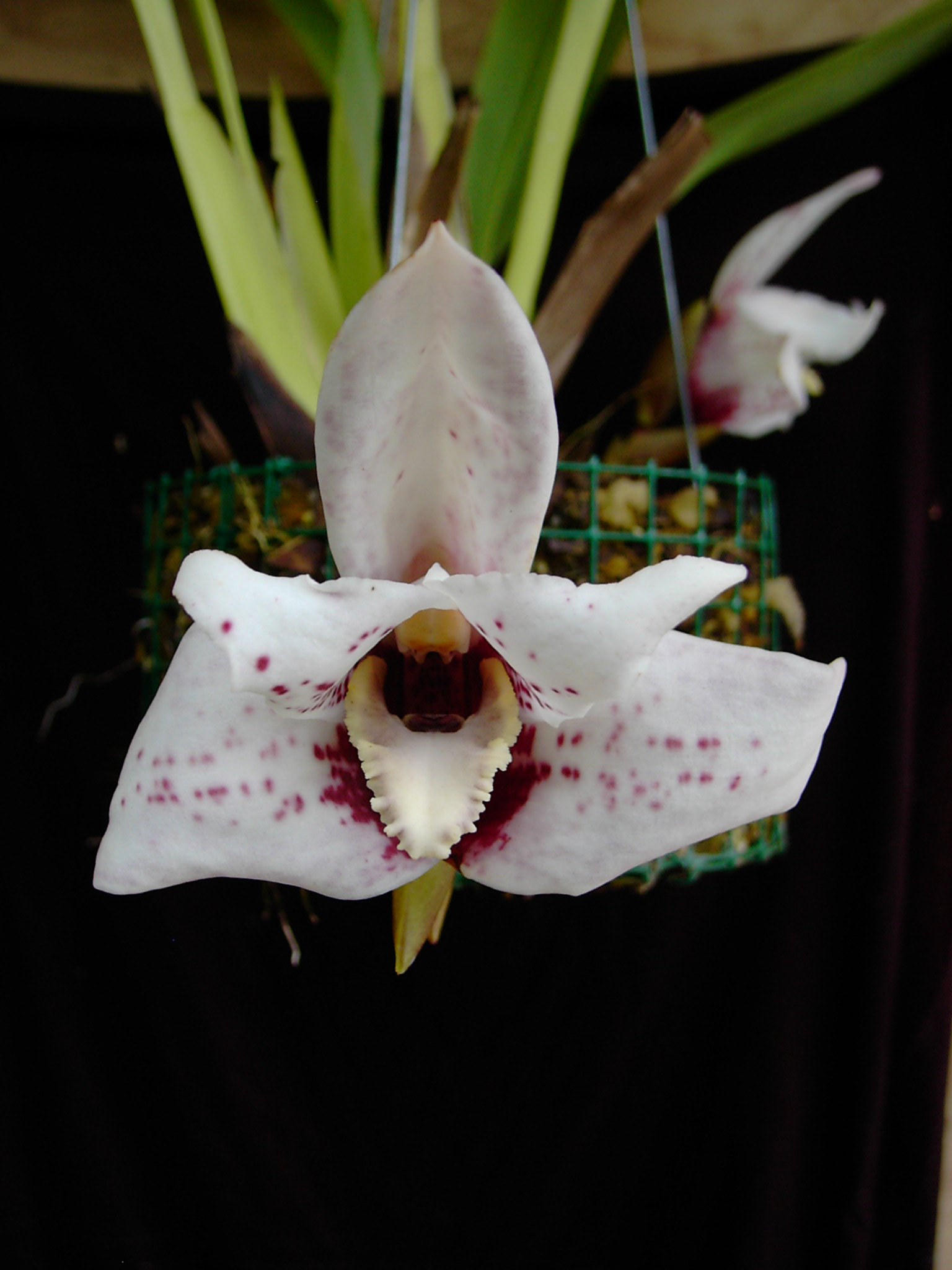 Maxillaria sanderiana