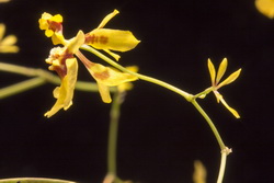 Oncidium heteranthum 43284