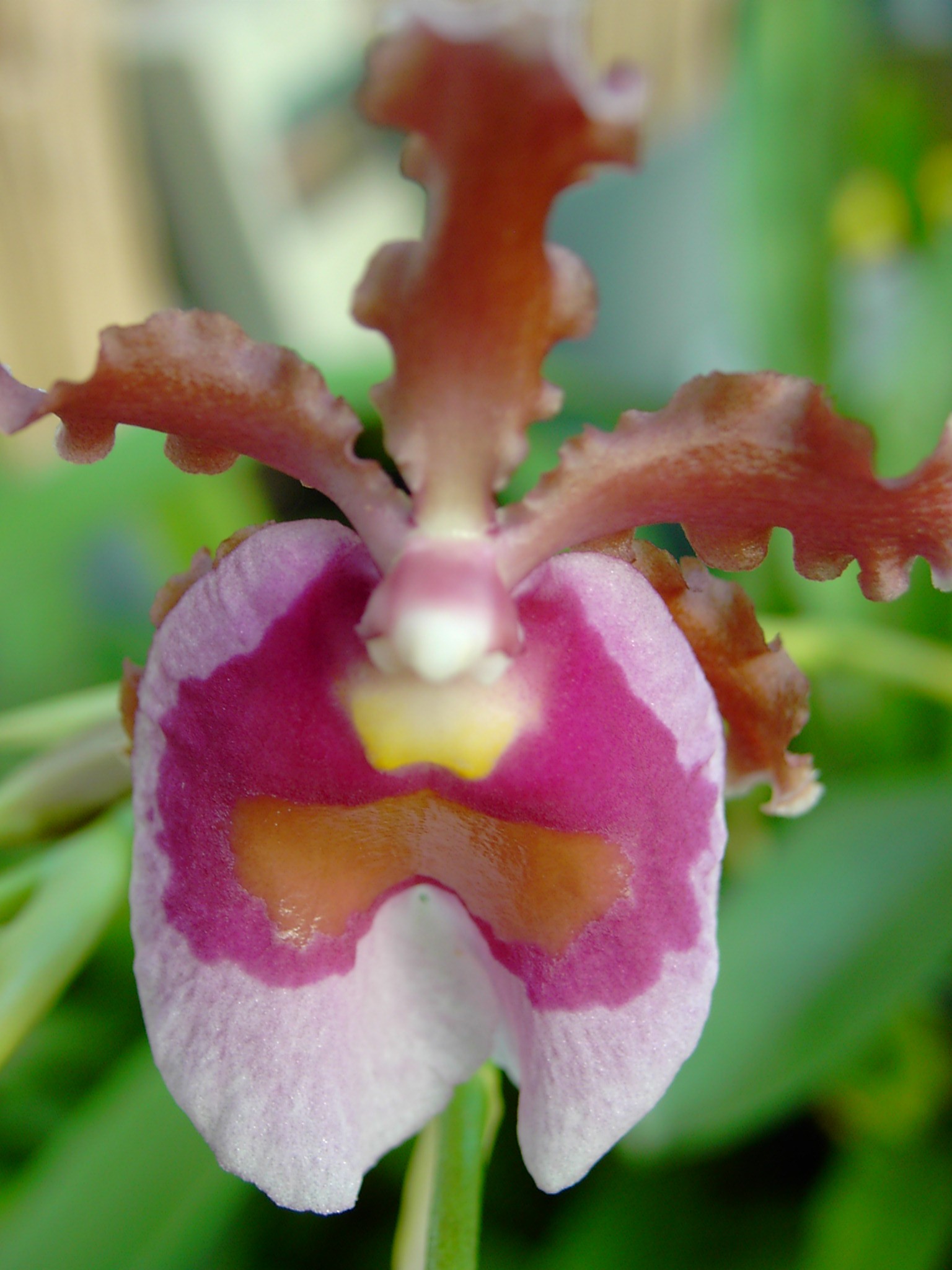 oncidium fuscatum
