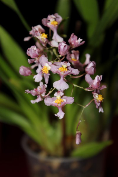 oncidium sotoanum