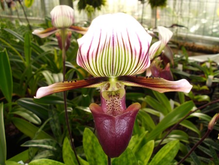 paph purpureum