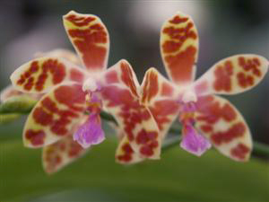 phal mariae
