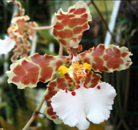 trichocentrum jonesianujm