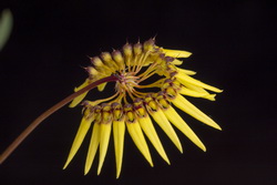 Bulbophyllum polyflorum 42455