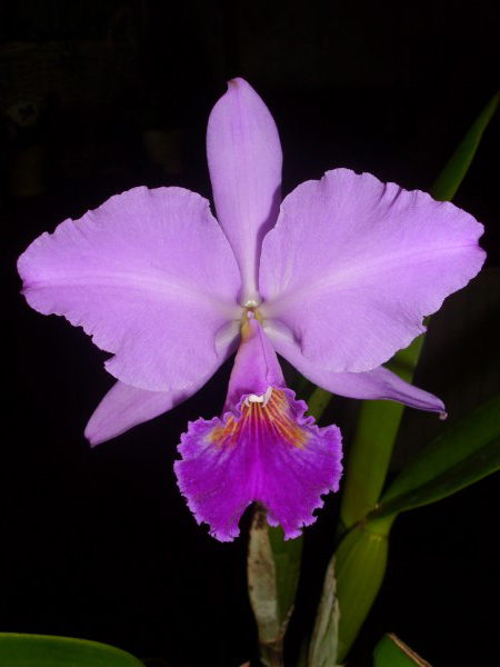 cattleya