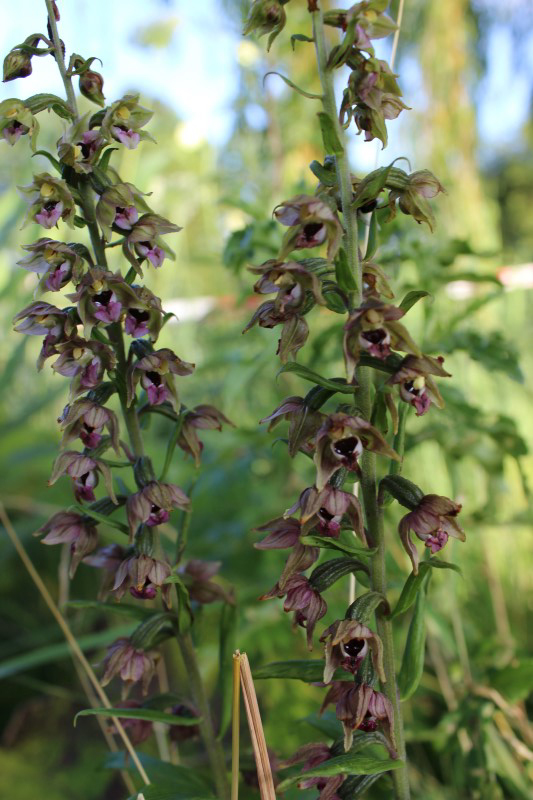 Epipactus helleborine