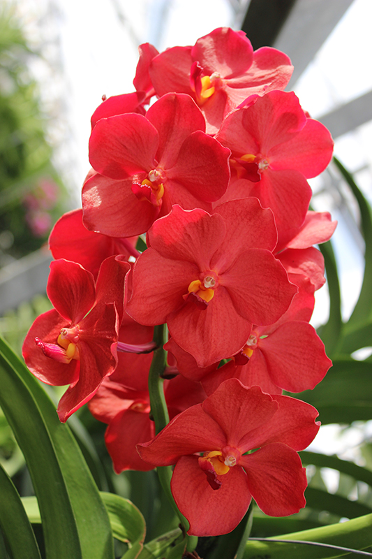Vanda hybride rood