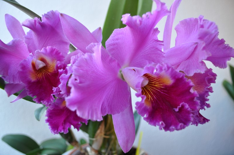 Dendrobium lamellatum