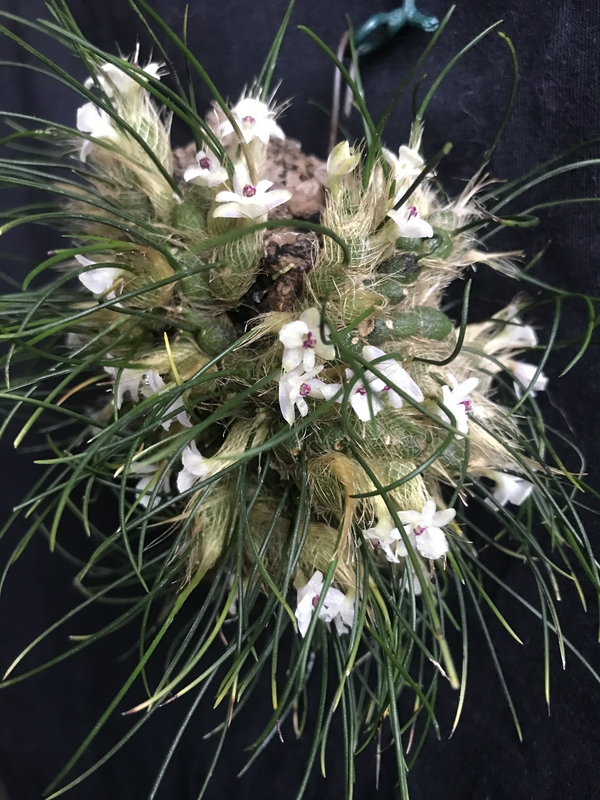 Dendrobium lamellatum